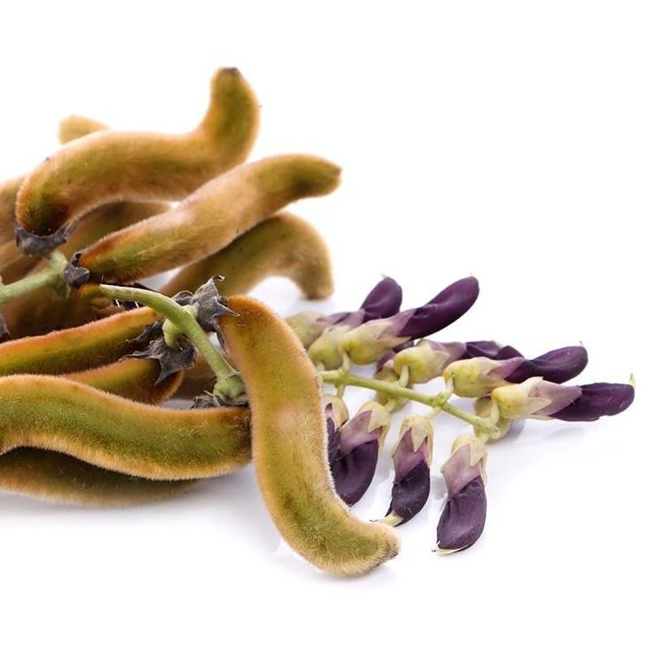 Kapikacchu (Mucuna Pruriens)
