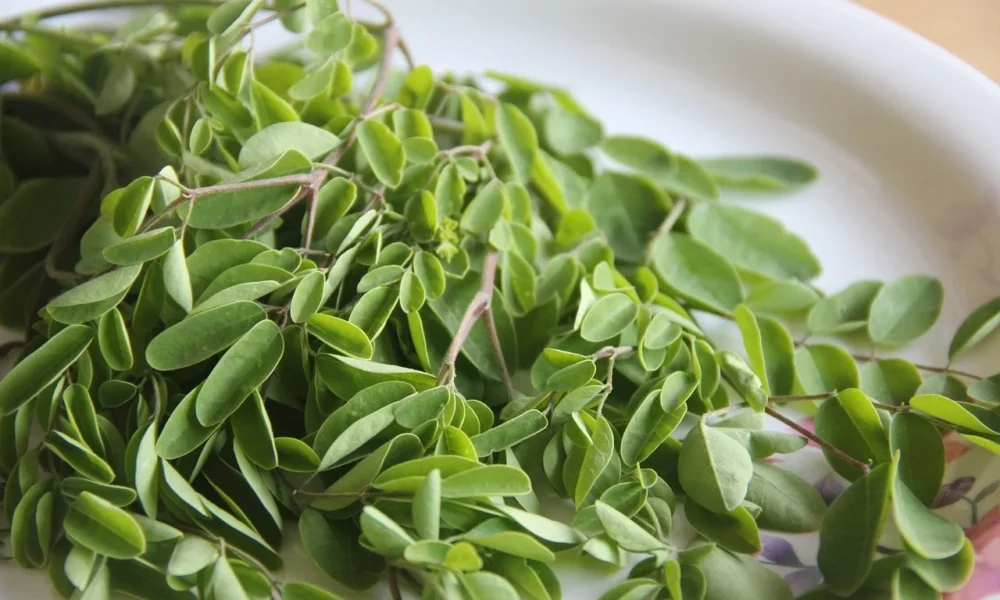 The Moringa Magic: Unveiling 10 Unexpected Advantages of Moringa Powder The Moringa Magic: Unveiling 10 Unexpected Advantages of Moringa Powder