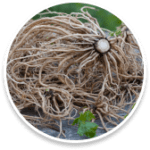 Valerian root helps you sleep better. Reduces stress and improves quality of sleep. Proper rest, Less stress and improved sleep quality also plays a major role in weight loss.