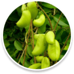 Helps your body produce more serotonin, which improves you mood and reduces hunger. It further helps in weight loss.