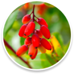 A powerful ingredient that supports healthy blood sugar levels and supports metabolism. Also well known for weight loss benefits.
