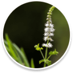 Black cohosh is used to balance hormones and also helps in reducing cravings and stress and supporting over all health.