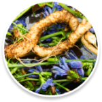 Inulin supports gut health, improves digestion and reduces bloating.
Valerian Root Hops 5HTP Berberine Sprulina Blue Black Cohosh Lutein Inulin
